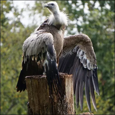 Maintenant, pouvez-vous me dire quel est le nom de cet oiseau ?
