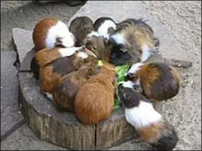 Salé, sucré, chaud ou froid ? Que préfères-tu ?