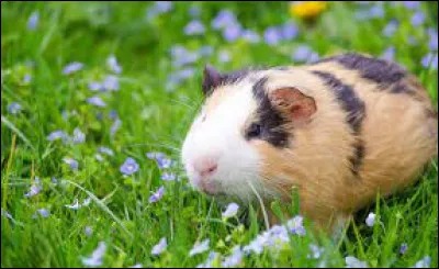 Quelle est ta couleur préférée ?