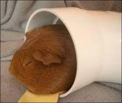 Quel métier pratiques-tu (ou pas) ?