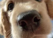 Quiz Les races de chien en charades