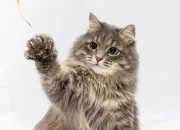 Test Ton fanart de chat, en fonction de ton lment