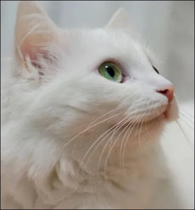 Vient-elle aider les chats à détruire le barrage ?