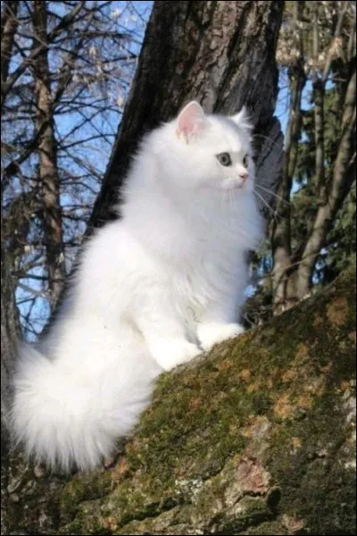 A-t-elle des chatons ?