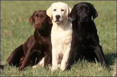 L - En 2025, le "labrador" a été désigné comme la race de chien préférée des français.