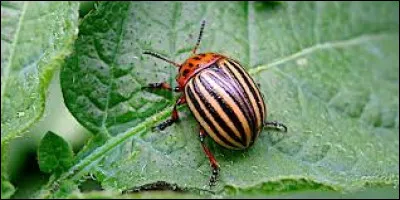 D - Le "doryphore" est un redoutable ravageur de pommes de terre.