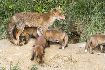 Quelle est la durée de gestation de la renarde polaire ?