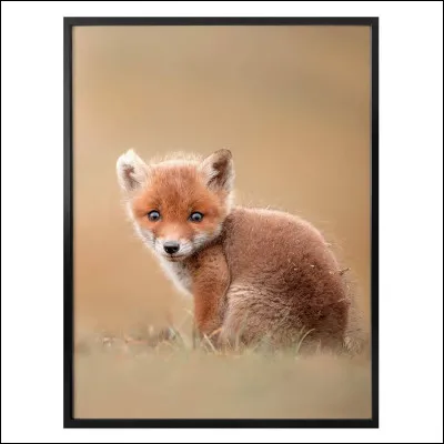 Combien de bébés peut-elle avoir par portée ?