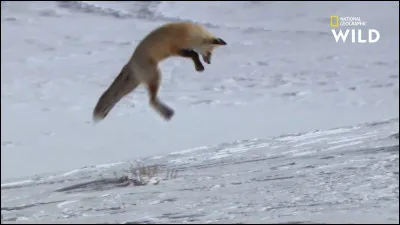 Vrai ou faux ?
Le mâle et la femelle participent à l'éducation des petits dans un terrier. Les femelles quittent ensuite la famille pour former leurs propres groupes, tandis que le renard reste avec la famille.