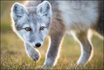Vrai ou faux ?
En été, le pelage de ce renard est marron et change de couleur en hiver pour devenir blanc.