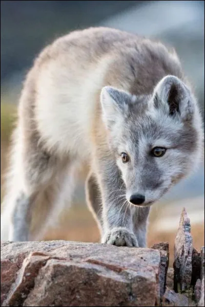 Comment sont les oreilles du renard polaire ?