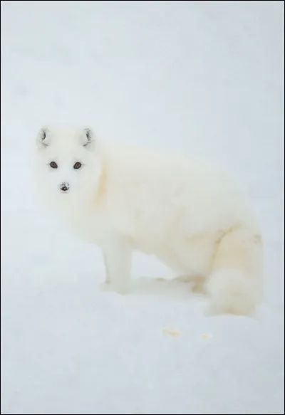 Ce mammifère est...