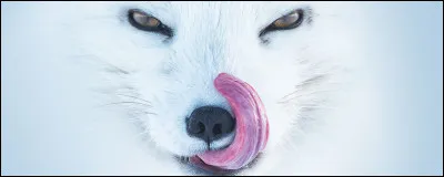 Il vit dans une tanière qu'il...