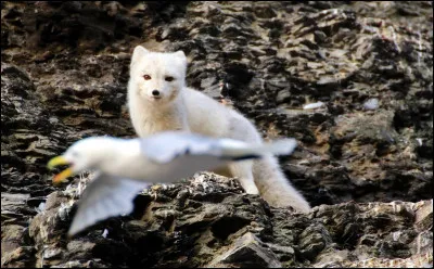 Le renard polaire a-t-il d'autres noms ?
Si oui lesquels ?