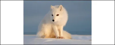 Comment se nomme les bébés du renard polaire ?