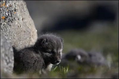 Comment se nomme les b&eacute;b&eacute;s du renard polaire ?