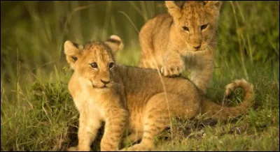Quel animal préfères-tu entre ces quatre-là ?