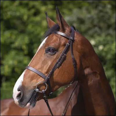 Comment appelle-t-on l'os qui ressort juste au dessus de la muserolle ?