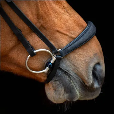 Comment appelle-t-on ce modèle de muserolle ?