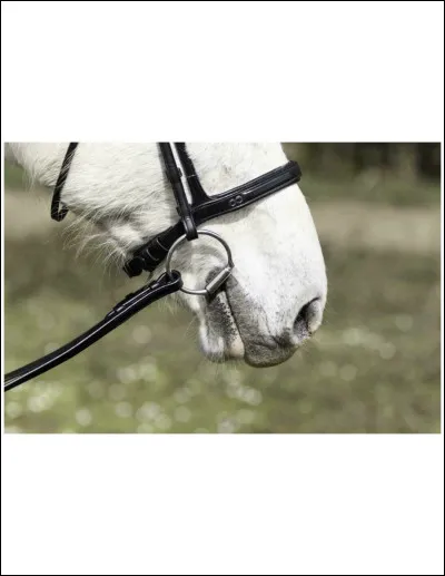 Comment appelle-t-on ce modèle de muserolle ?