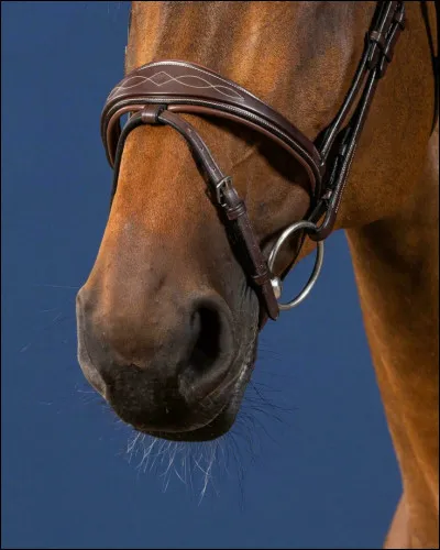 Comment appelle-t-on ce modèle de muserolle ?