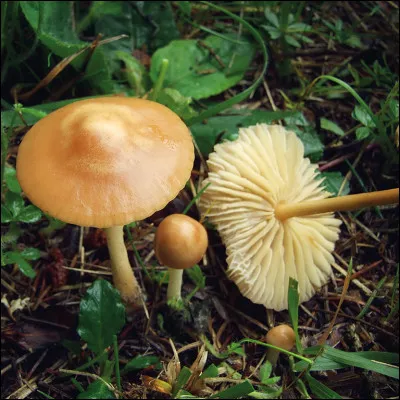 Qu'appelle-t-on faux mousseron ?