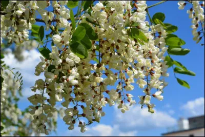 Quel arbre est appelé faux acacia ?