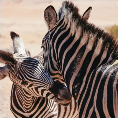 Vrai ou faux ?
Le zèbre possède un cri.