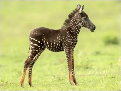 Vrai ou faux ?
Le zèbre a des rayures dès sa naissance.
