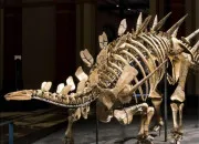 Quiz Kentrosaurus Dinosaure
