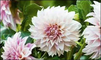 Quel est le nom de cette plante tubéreuse à fleurs qui provoque des allergies respiratoires ?