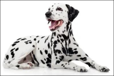 Quel est le nom de cette race de chien musclé, actif, calme et câlin à robe blanche avec des taches ?