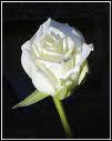 La rose blanche est synonyme d'innocence et d'amour pur. 'Les roses blanches' est le titre d'une chanson qui a fait couler bien des yeux dans la 1re moiti du XXe sicle. Elle tait chante par ...