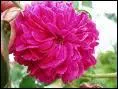 La rose pompon dite' rose  100 feuilles' est une varit de rose ancienne et rustique qui symbolise ...
