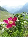 La rose des Alpes est dpourvue d'pines. Originaire d'Europe centrale et mridionale on la rencontre dans tous les massifs montagneux. Elle signifie . .