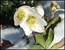 Cette jolie fleur hivernale s'panouit en fin d'anne si elle est cultive en pot et maintenue  temprature ambiante. Sa floraison en extrieur a lieu 2 ou 3 mois plus tard. C'est la ...
