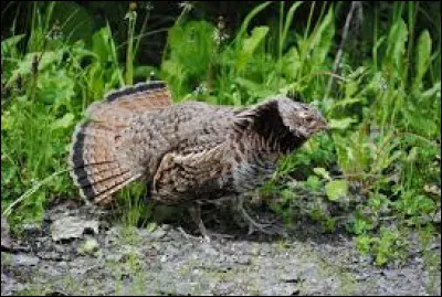 Km 169,3 : Carcassonne. Qu'est-ce qui différencie le cassoulet de Carcassonne de ses homologues de Castelnaudary et de Toulouse ?