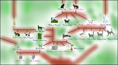 Combien a-t-elle de portées dans le cycle 4 ?