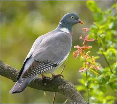 Quel est l'autre nom du pigeon ramier ?