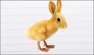 Quel animal pr&eacute;f&egrave;res-tu ?