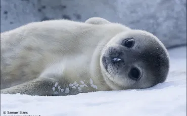 Quiz Animaux