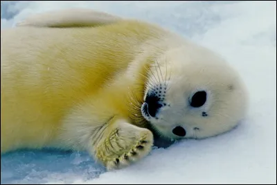 Sa mère lui accorde combien de temps pour lallaiter après sa naissance ?