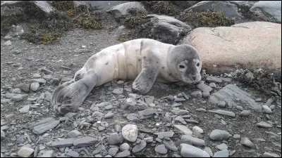 Durant combien de mois une femelle est-elle pleine ?