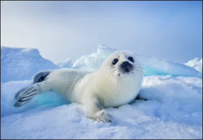 Pourquoi les bébés phoques sont-ils si duveteux ?