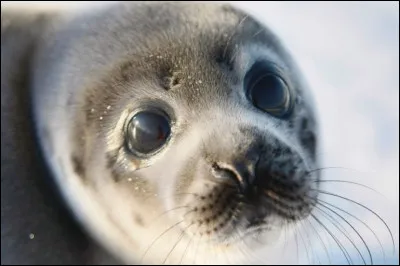 Pourquoi voit-on des bébés phoques seuls ?