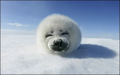 Pourquoi les bébés phoques sont-ils blancs ?