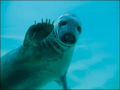 Quels phoques faut-il sauver ?