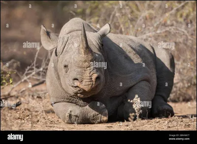 Quel est cet animal ?