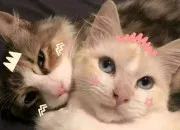 Test Quel serait ton prnom si tu tais un chat ?
