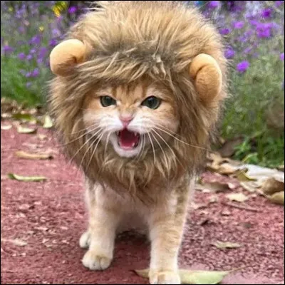 Quel est ton animal totem ?